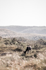 fellow deer in the wild nature reserve