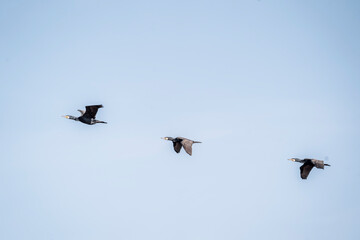 black cormorant bird in the sky flying wings animal blue 