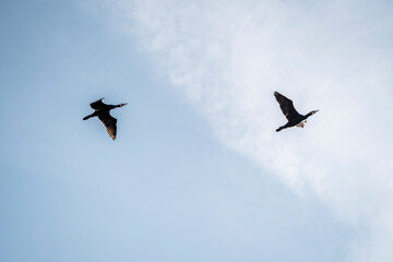 black cormorant bird in the sky flying wings animal blue 