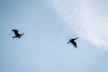 black cormorant bird in the sky flying wings animal blue 