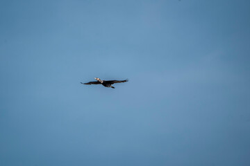 black cormorant bird in the sky flying wings animal blue 
