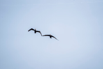black cormorant bird in the sky flying wings animal blue 