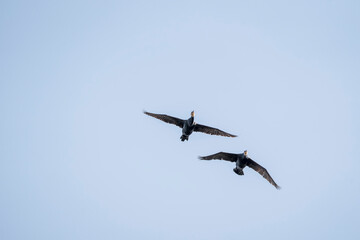 black cormorant bird in the sky flying wings animal blue 