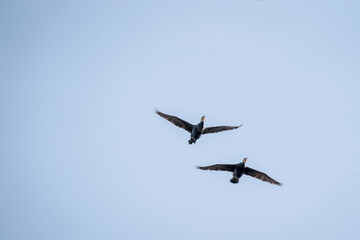 black cormorant bird in the sky flying wings animal blue 