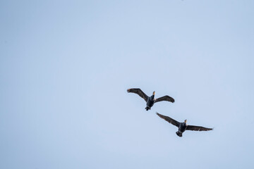 black cormorant bird in the sky flying wings animal blue 