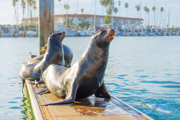 Fototapeta premium Sunlit Sea Lions Relaxing on Dock by Oceanside Marina with Palm Trees