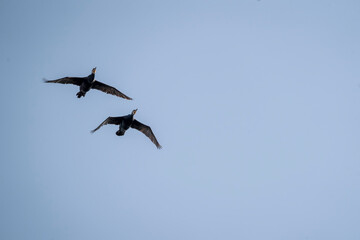 black cormorant bird in the sky flying wings animal blue 