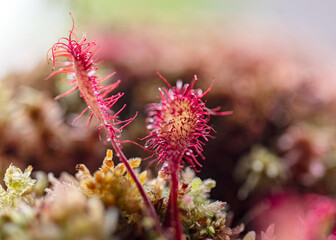 a traditional bog plant, Drosera is a genus of insectivorous plants, bog vegetation