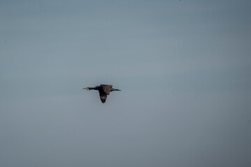 black cormorant bird in the sky flying wings animal blue 