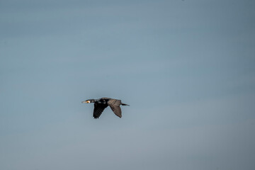black cormorant bird in the sky flying wings animal blue 
