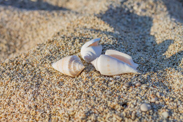 Seashells on Sand, Three Seashells, Beach Treasures, Ocean's Whisper, Gifts from the Sea, Sandy Souvenirs, Whispers of the Sea
