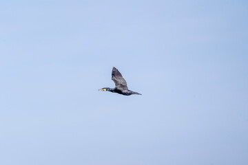 black cormorant bird in the sky flying wings animal blue 