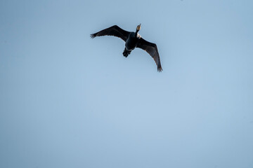 black cormorant bird in the sky flying wings animal blue 
