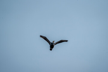 black cormorant bird in the sky flying wings animal blue 