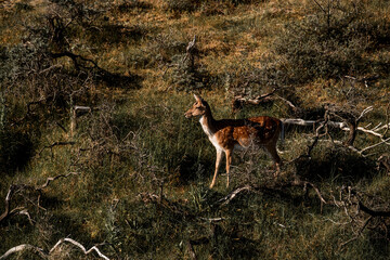 fellow deer in the wild nature reserve