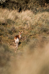 fallow deer in nature reserve in The Netherlands relax 