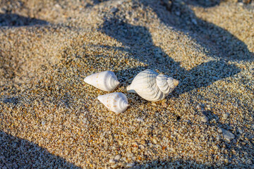 Seashells on Sand, Three Seashells, Beach Treasures, Ocean's Whisper, Gifts from the Sea, Sandy Souvenirs