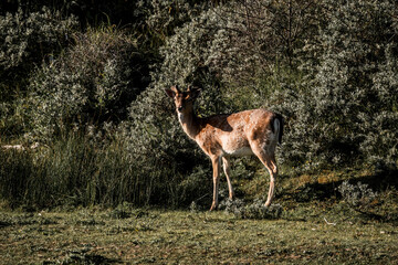 fallow deer in nature reserve in The Netherlands relax 