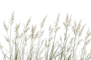 tall prairie grass stems with delicate seed heads photorealistic 3d rendering isolated on pure white showing intricate botanical details and natural movement