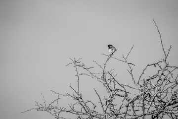 European stonechat bird in nature on a bush with branches 