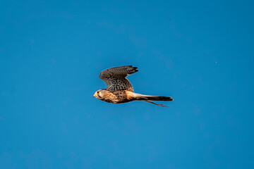 beautiful falcon bird of prey mid air