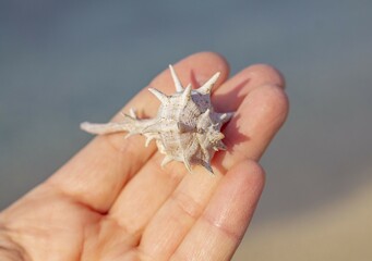 Seashells in Hand, Holding Seashells, Three Seashells on a Palm, Treasures from the Sea, A Gift from the Ocean, Whispers of the Sea, Conch Seashells in Hand