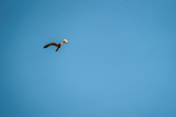 beautiful falcon bird of prey mid air