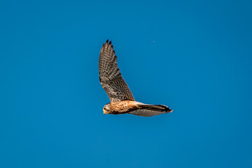 beautiful falcon bird of prey mid air