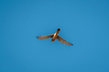 beautiful falcon bird of prey mid air