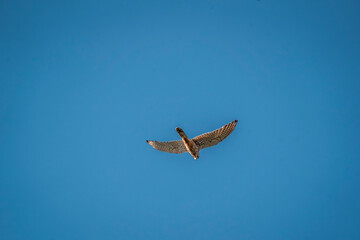 beautiful falcon bird of prey mid air