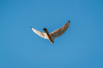 beautiful falcon bird of prey mid air