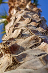 Palm Tree Trunk, Close-up of Palm Trunk, Palm Tree Bark, Textures of the Tropics, Tropical Resilience, Under the Palm Canopy, Palm Trunk, Coconut Palm Trunk