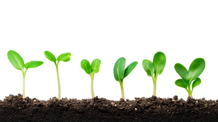 Earth day plant growth celebration transparent background nature close-up