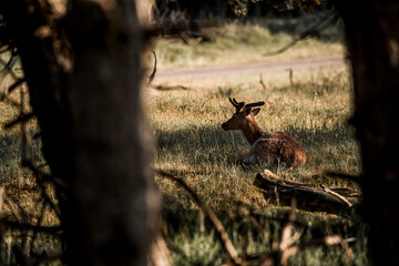 fallow deer in nature reserve in The Netherlands relax 
