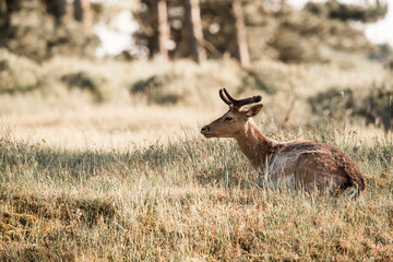 fallow deer in nature reserve in The Netherlands relax 