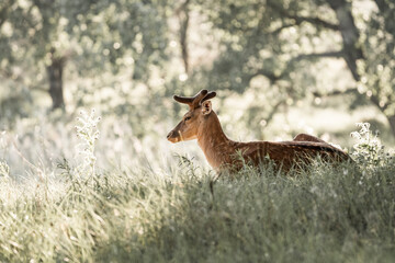fallow deer in nature reserve in The Netherlands relax 