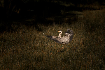 heron bird landing wings pretty nature