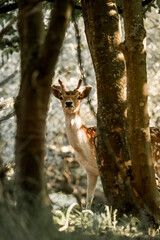 fallow deer in nature reserve in The Netherlands relax 