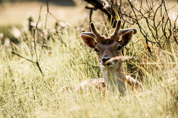 fallow deer in nature reserve in The Netherlands relax 