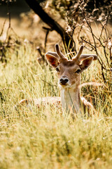 fallow deer in nature reserve in The Netherlands relax 