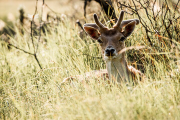 fallow deer in nature reserve in The Netherlands relax 