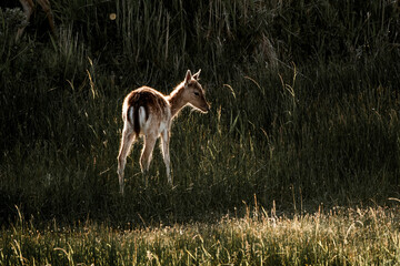 fallow deer in nature reserve in The Netherlands relax 