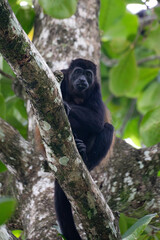 howler monkey in the trees