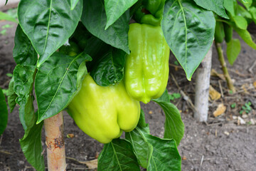 Green Bell Peppers on the plant close up