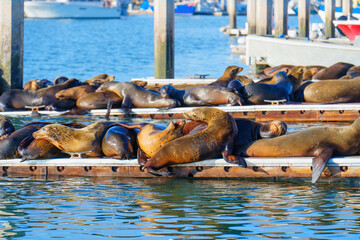 Sunbathing Sea Lions Relaxing On Wooden Docks By The Marina