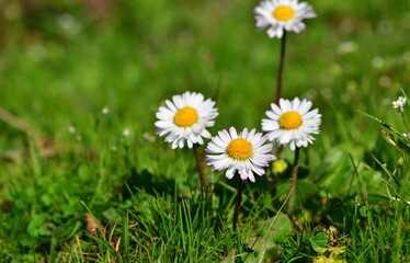  Flower 1082
