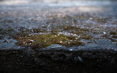 cement texture background whit moss