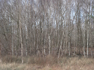 Winter silver birch trees in a wood