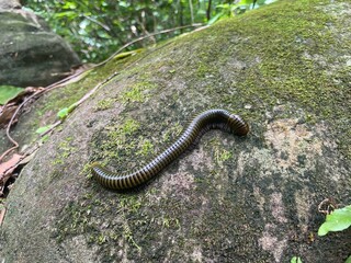 lizard on the rock