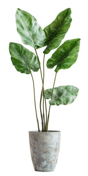 A potted phylodendron plant with large, green, leaves and a textured, gray pot. isolated over transparent background, PNG cut-out